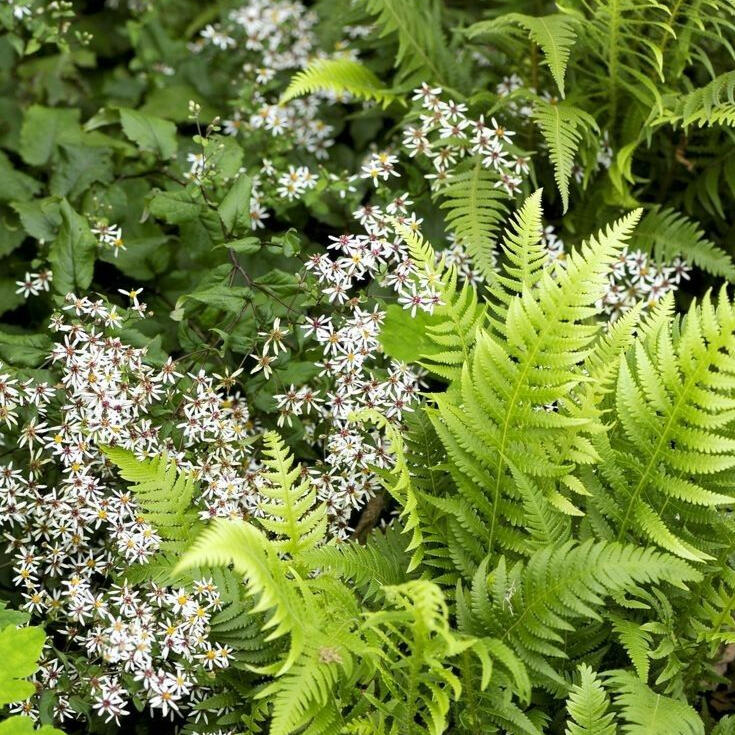 bostuin, wilde tuin, mooie tuin