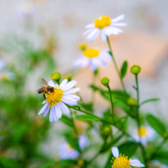 bijenvriendelijke tuin, tuintrends 2026