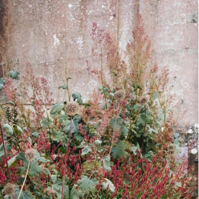 klimplanten, struiken, hagen, bloemen